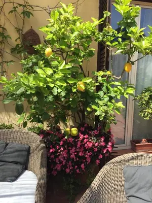 Giardino di Terrazza Duomo