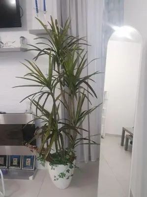 TV o dispositivi per l'intrattenimento presso SOFIA HOUSE living in the heart of Naples