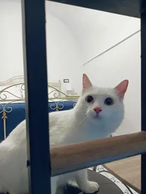 Ospiti di The white cat con animali domestici