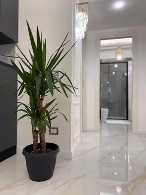 Planimetria di Ferdinando's Home