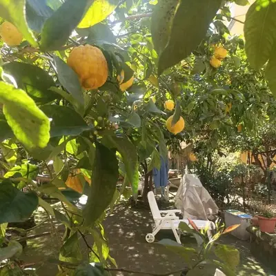 Il giardino nascosto