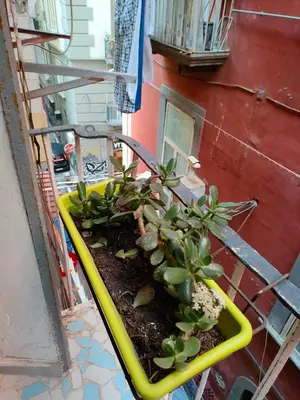 Planimetria di La casa su SpaccaNapoli